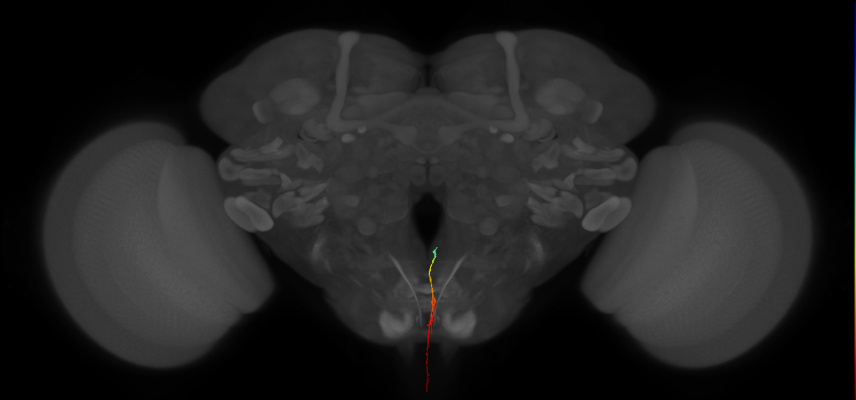 adult serotonergic T3 neuron
