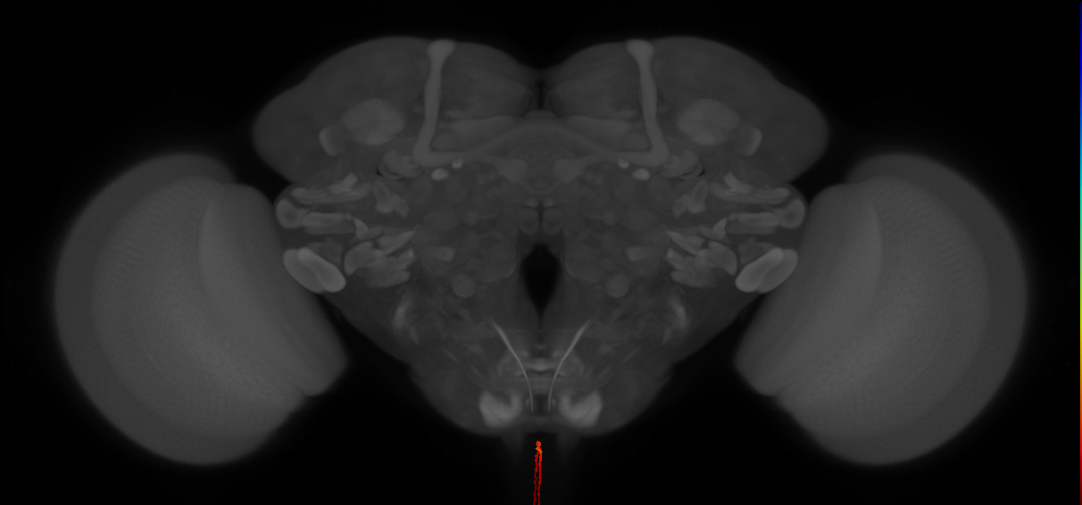 AN09A005_L (MaleCNS:195264)