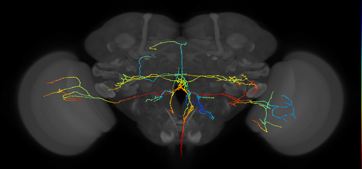 serotonergic T1 neuron