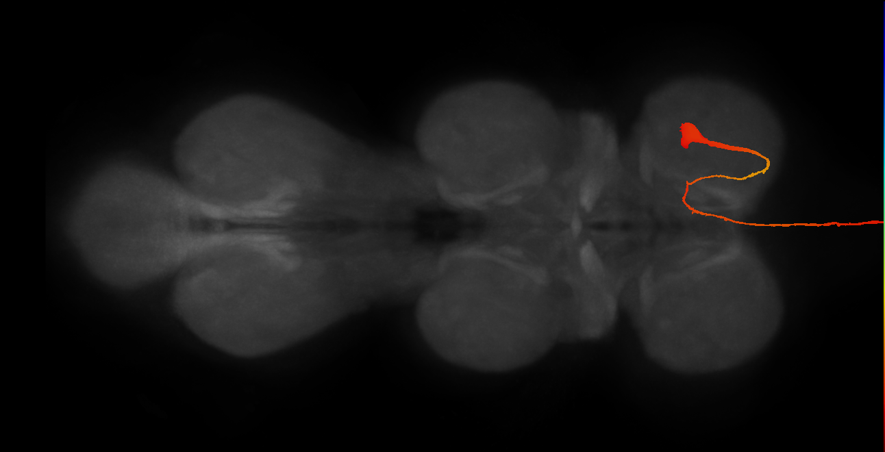 serotonergic T1 neuron