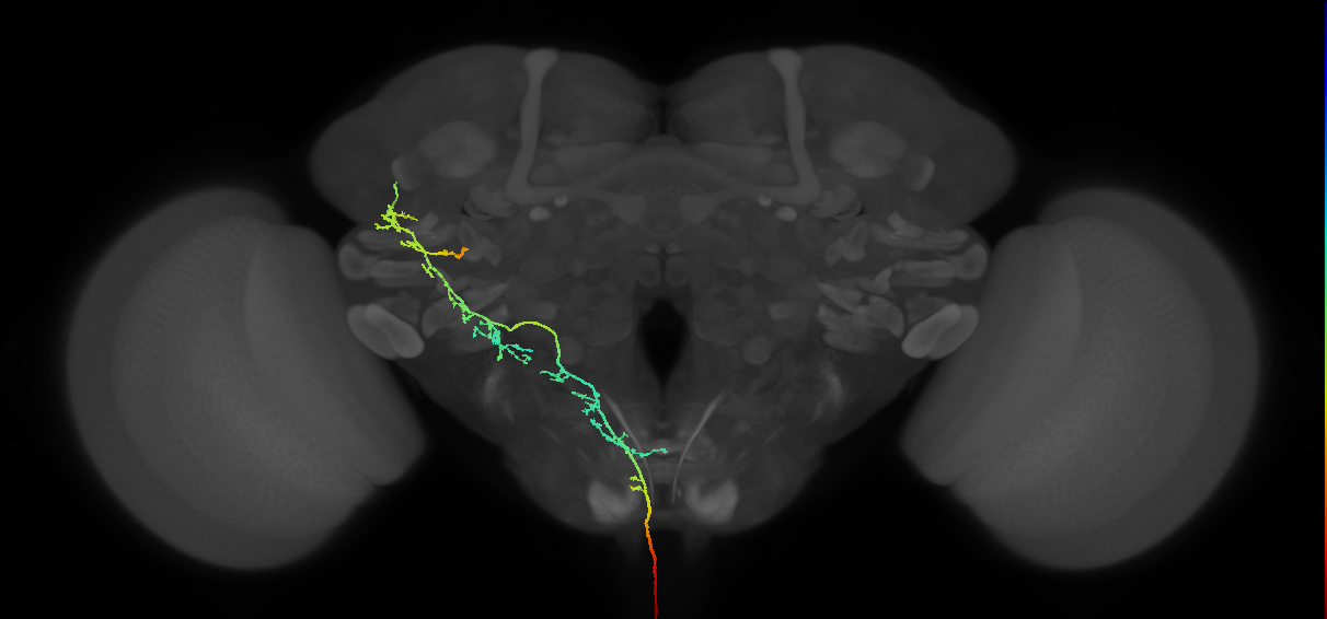 NB3-5 lineage primary neuron