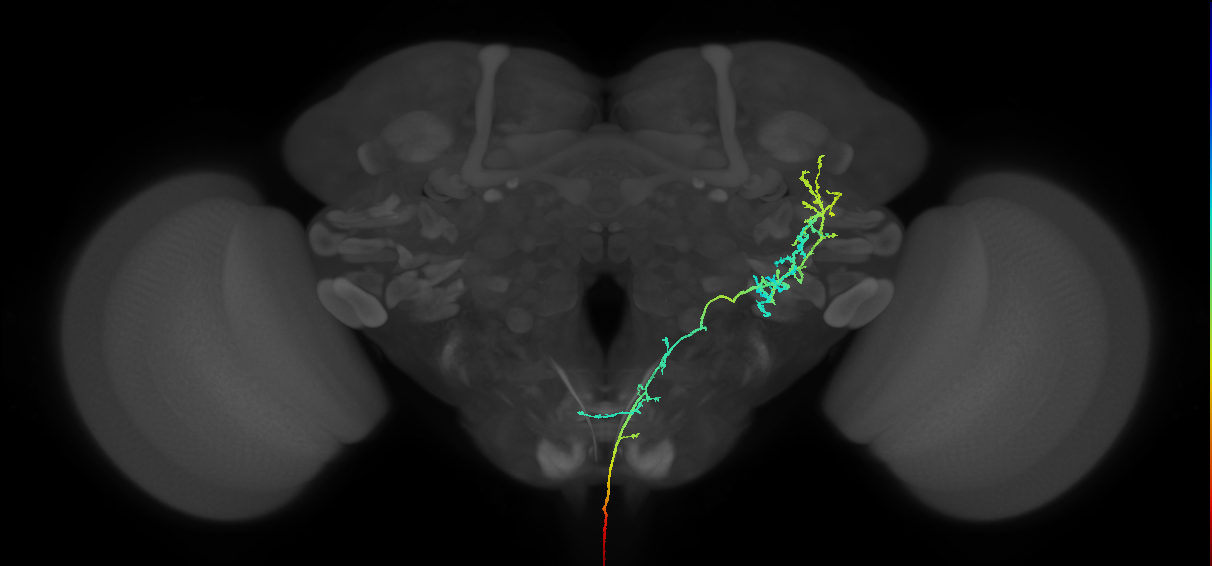NB3-5 lineage primary neuron