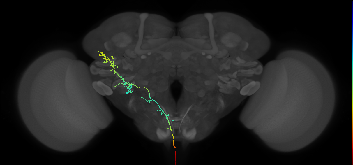 NB3-5 lineage primary neuron