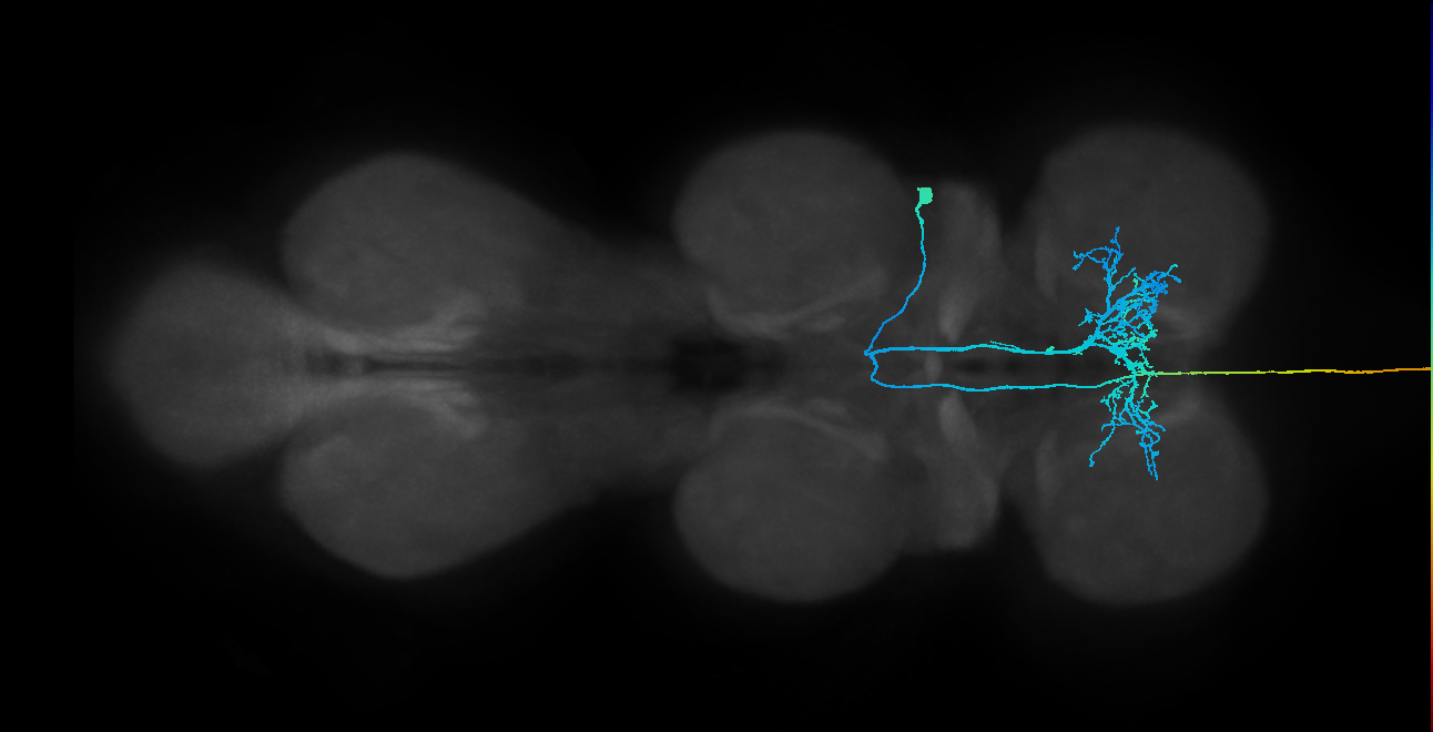 adult fruitless vAB3 (male) neuron