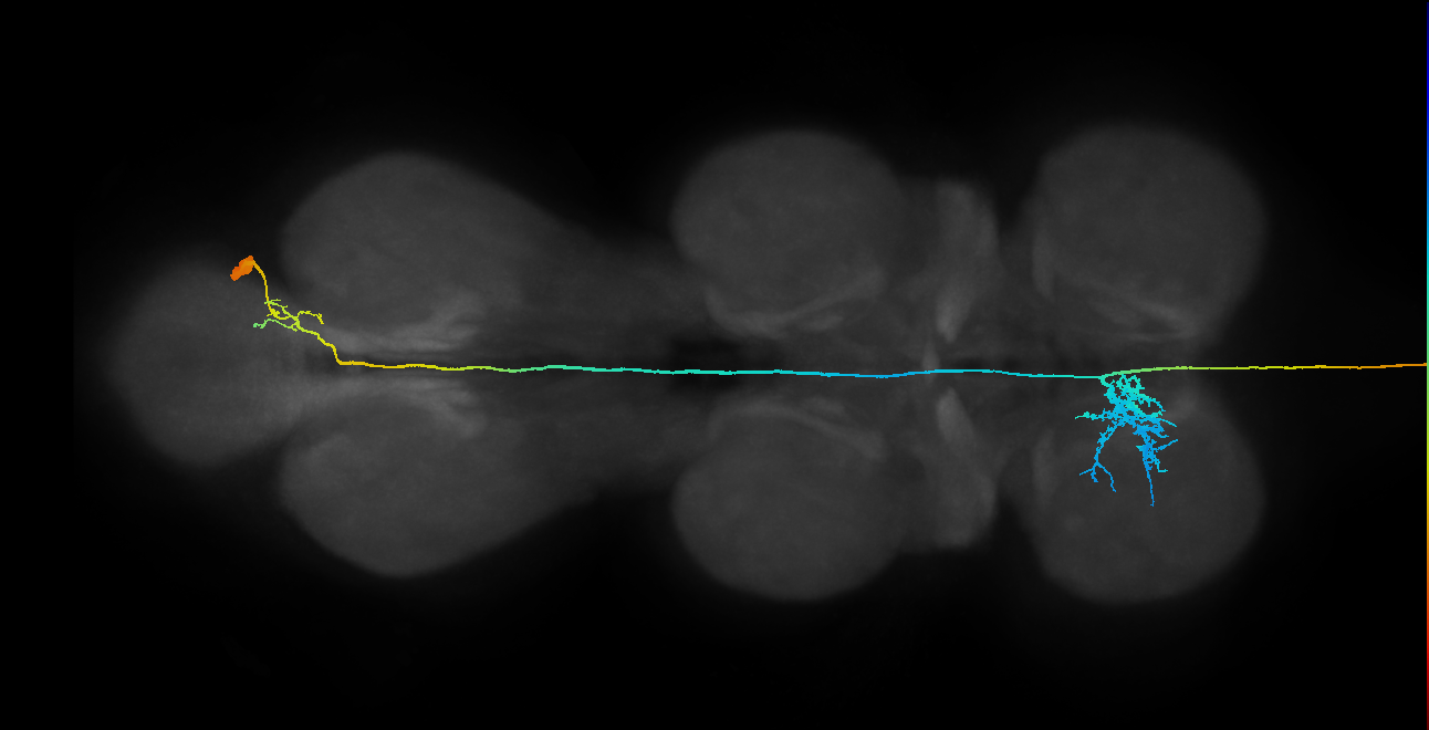 adult fruitless vAB3 (male) neuron