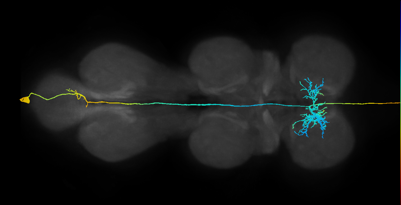 AN09B017d_R (MaleCNS:15645)