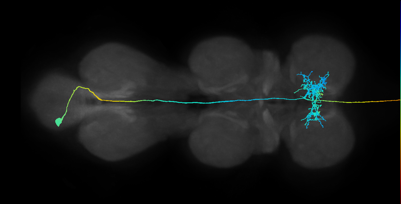 adult fruitless vAB3 (male) neuron