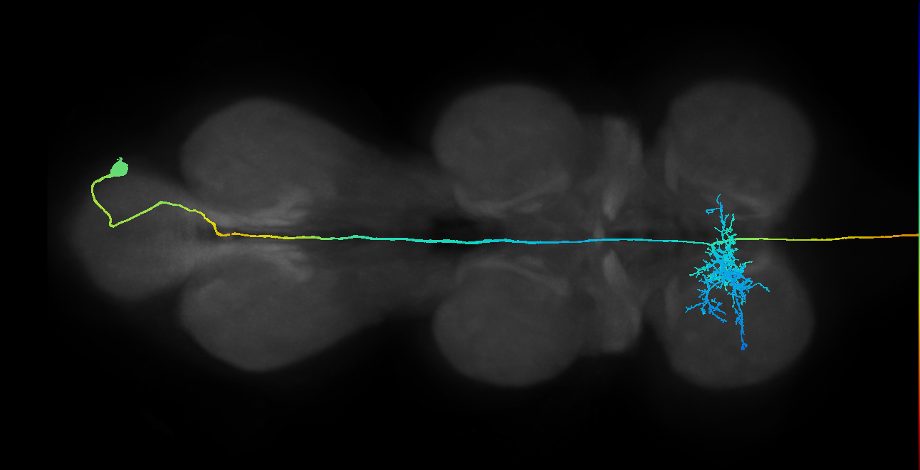AN09B017e_R (MaleCNS:13341)