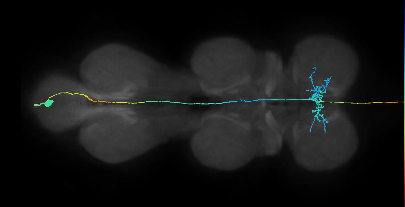 AN09B017f_L (MaleCNS:512498)