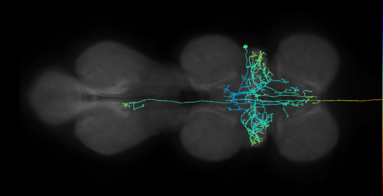 NB3-5 lineage neuron