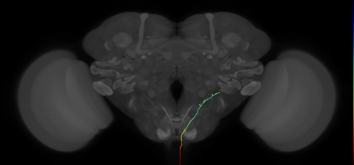 AN09B023_L (MaleCNS:87499)