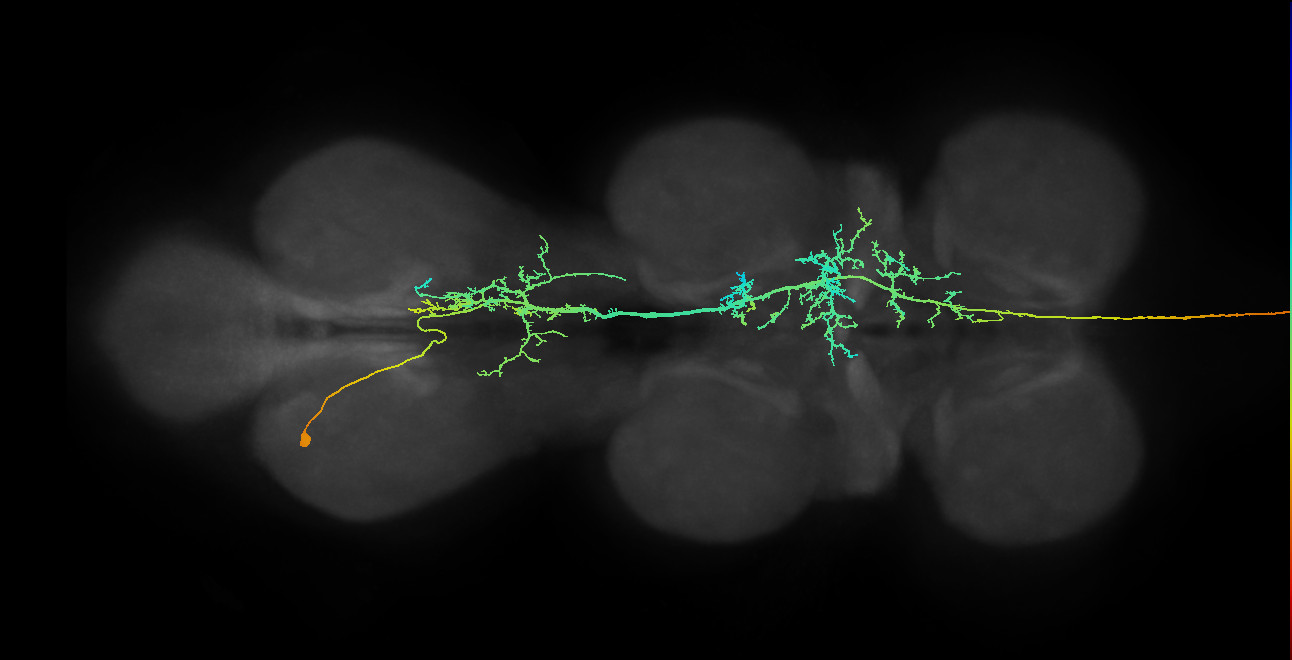 AN09B027(hb1446765621)_L (MaleCNS:18643)
