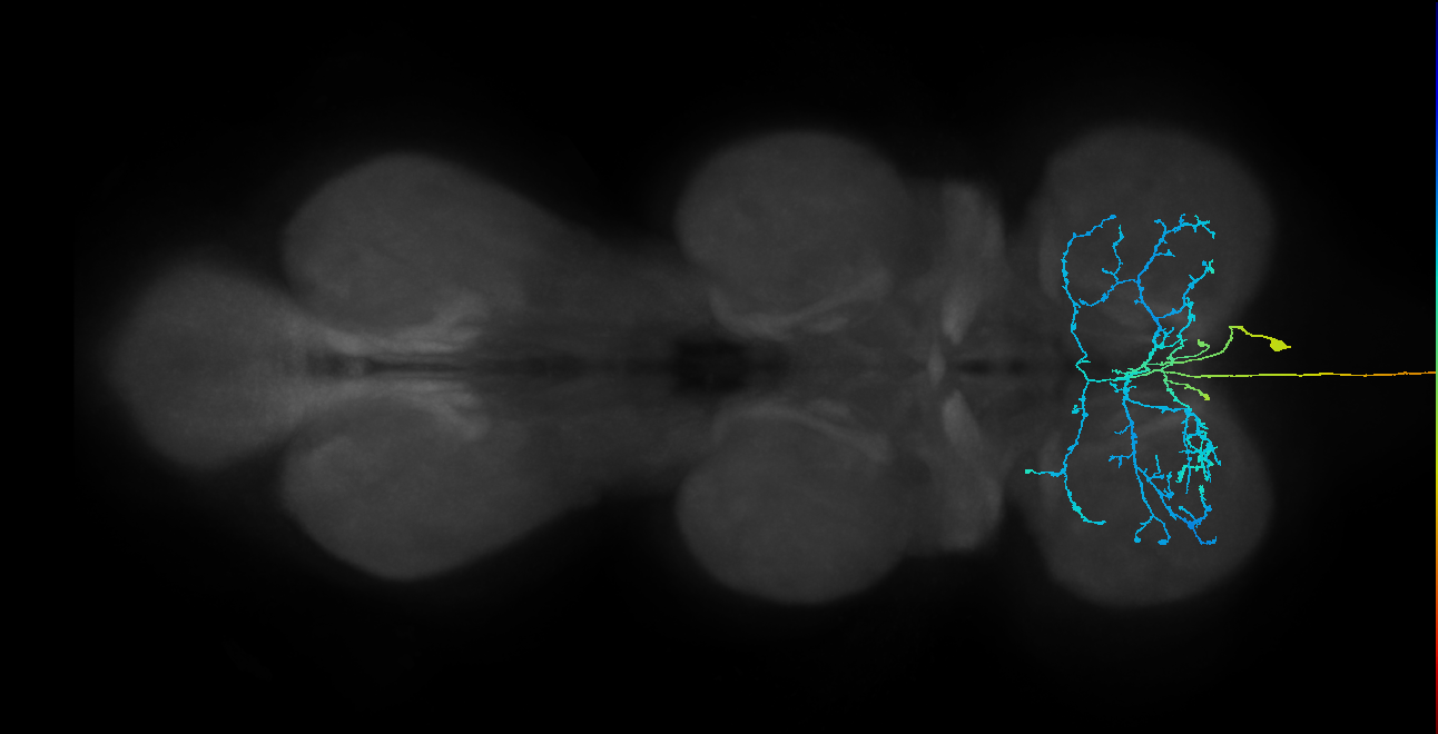AN09B032_R (MaleCNS:54001)