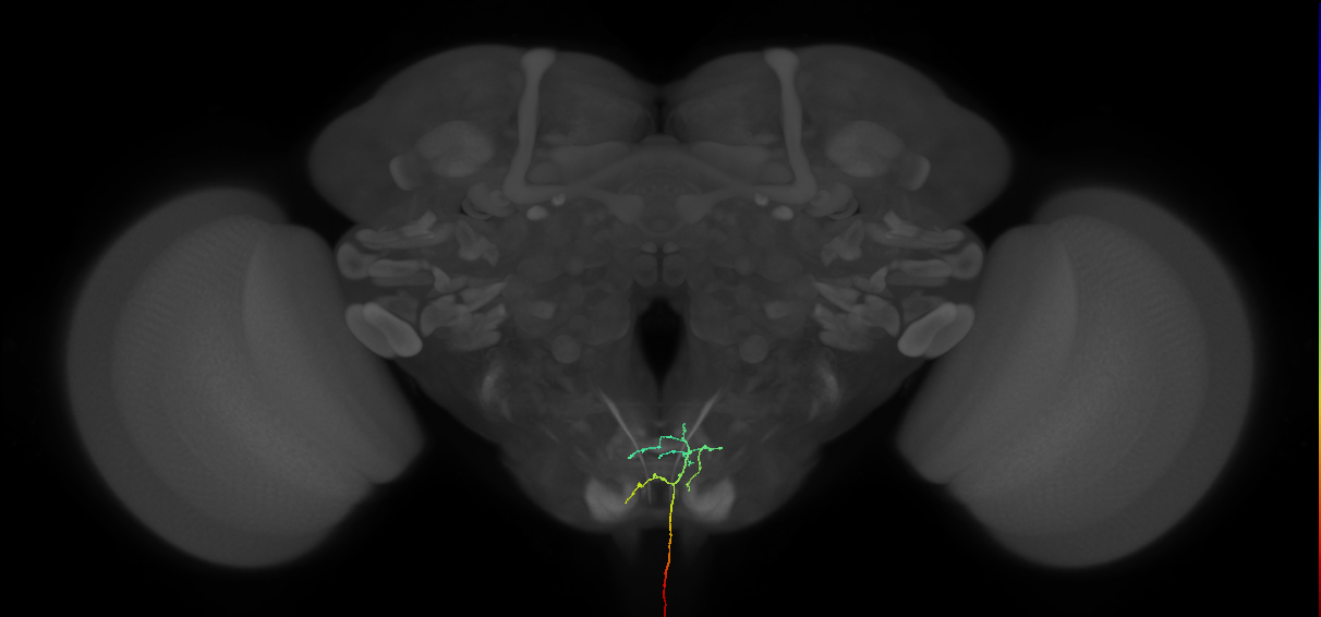 AN09B035_L (MaleCNS:105967)