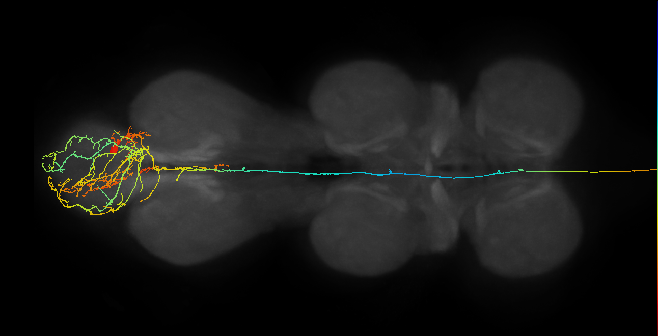 AN09B037_R (MaleCNS:530435)