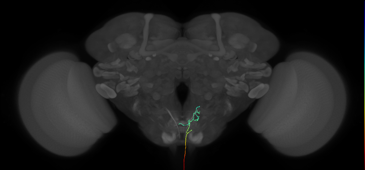 AN09B040_L (MaleCNS:139028)