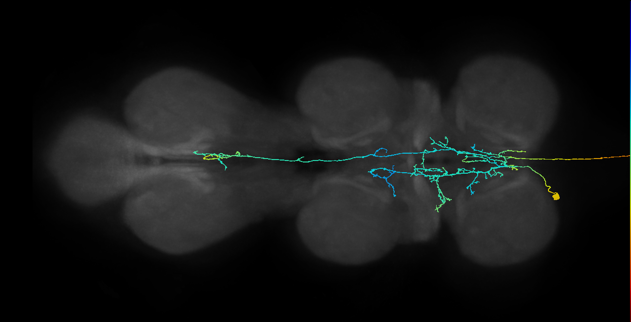 AN09B040_L (MaleCNS:139028)