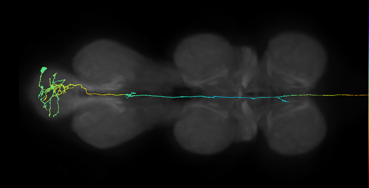 AN09B042_R (MaleCNS:46515)