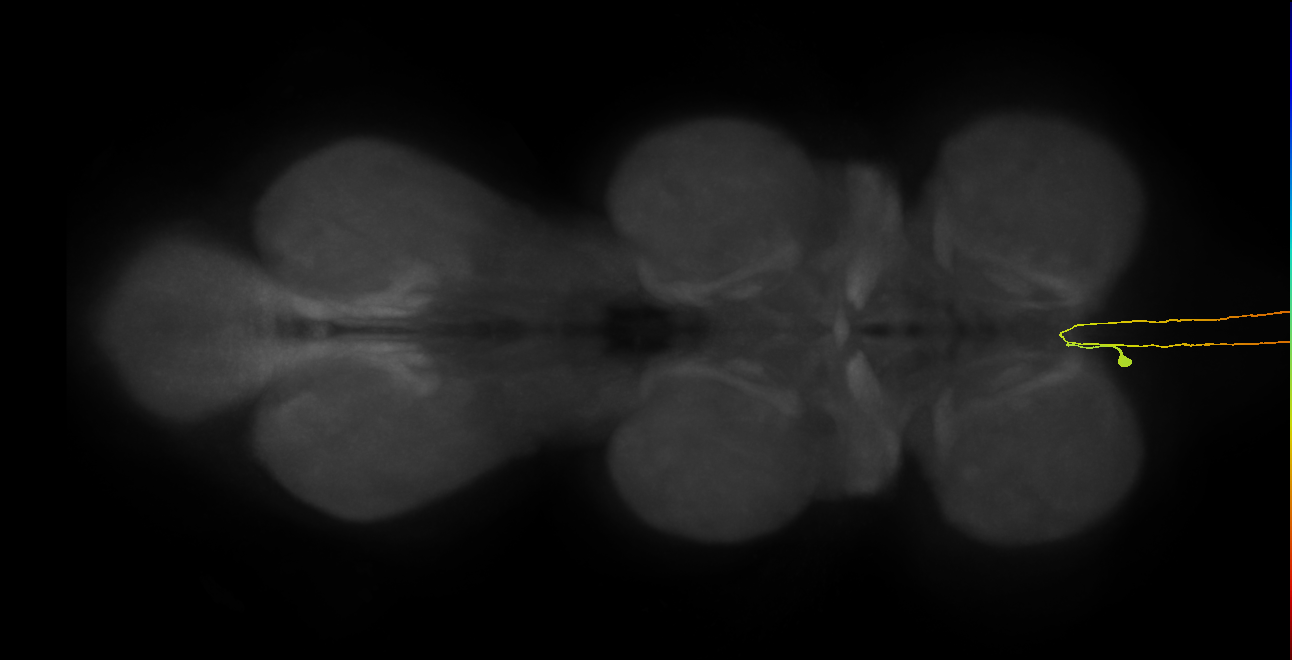 AN09B059_L (MaleCNS:20842)