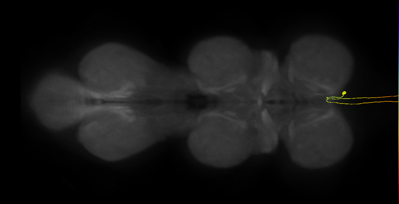 AN09B059_R (MaleCNS:21764)