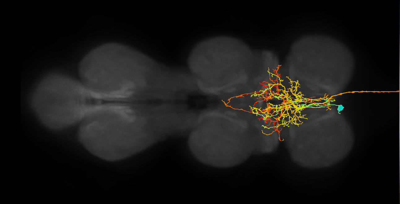 AN10B005(IB113)_L (MaleCNS:533368)