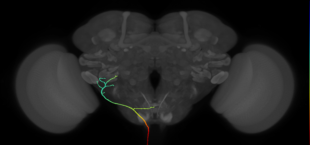AN10B019_R (MaleCNS:515307)
