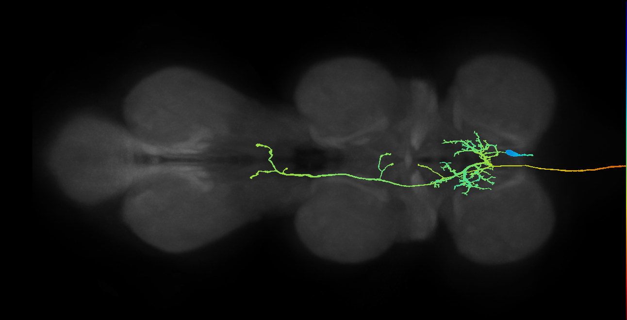 NB2-2 lineage neuron