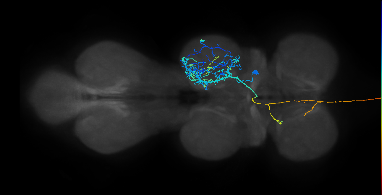 NB2-2 lineage primary neuron