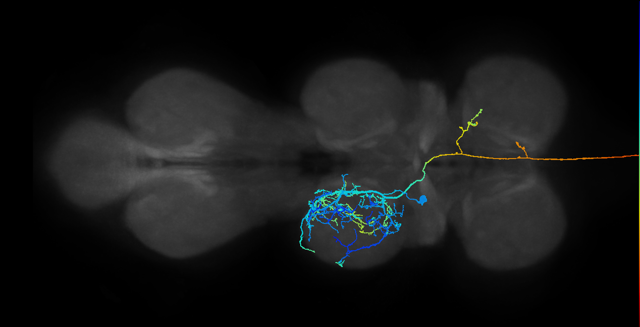 NB2-2 lineage primary neuron