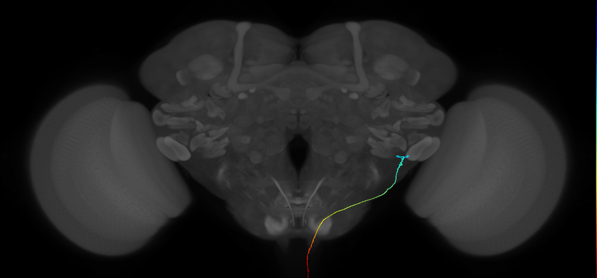 AN10B033_L (MaleCNS:111207)