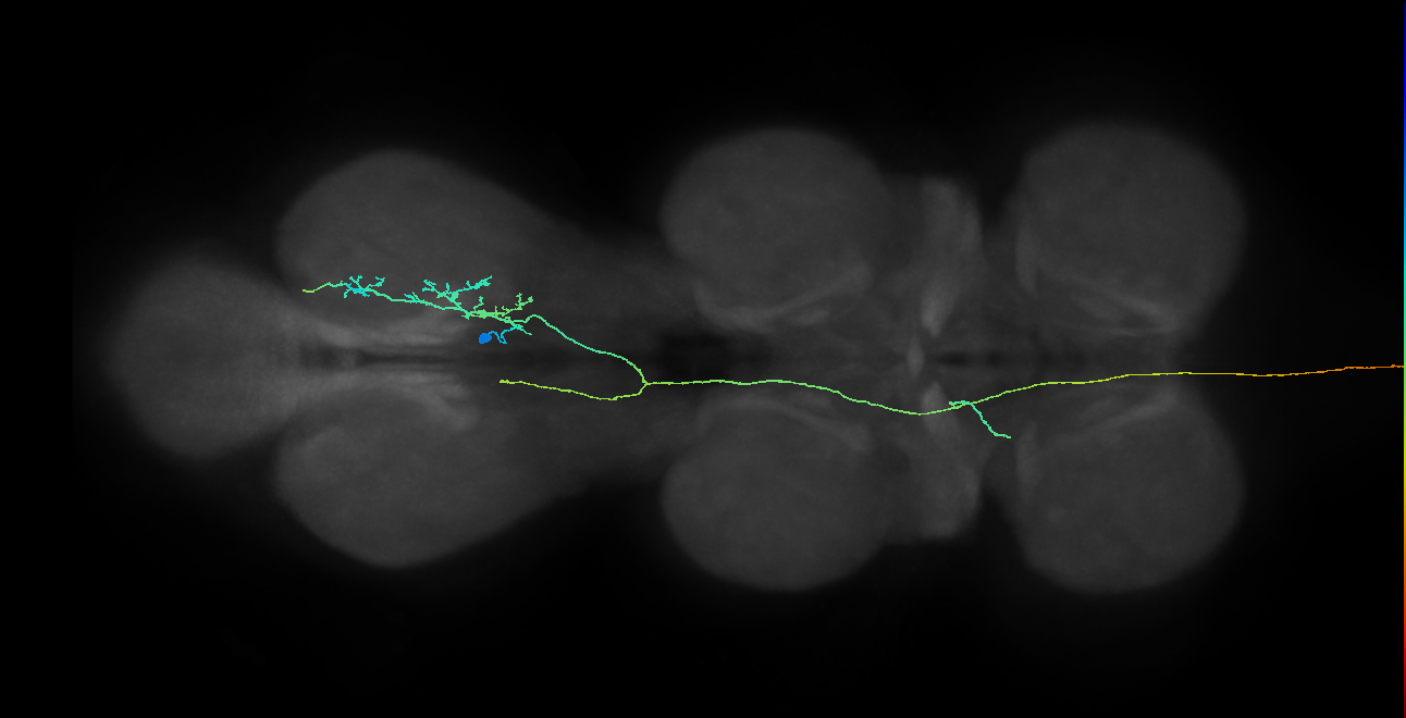 AN10B045_R (MaleCNS:298793906)