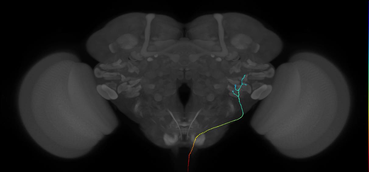 AN10B045_L (MaleCNS:117465)