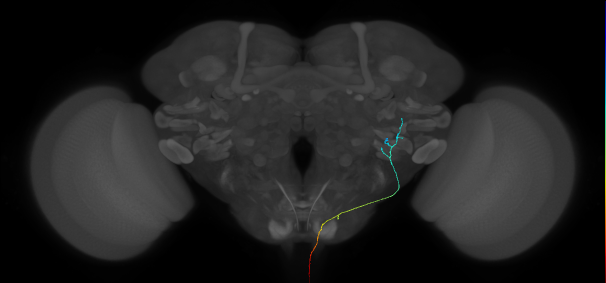 AN10B045_L (MaleCNS:131199)