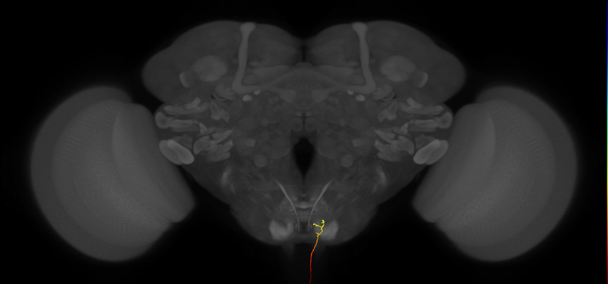 AN10B046_L (MaleCNS:207525)