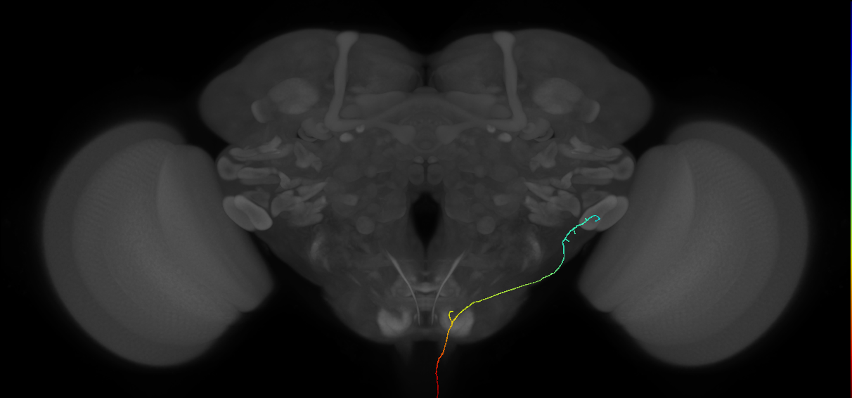 AN10B047_L (MaleCNS:229702)