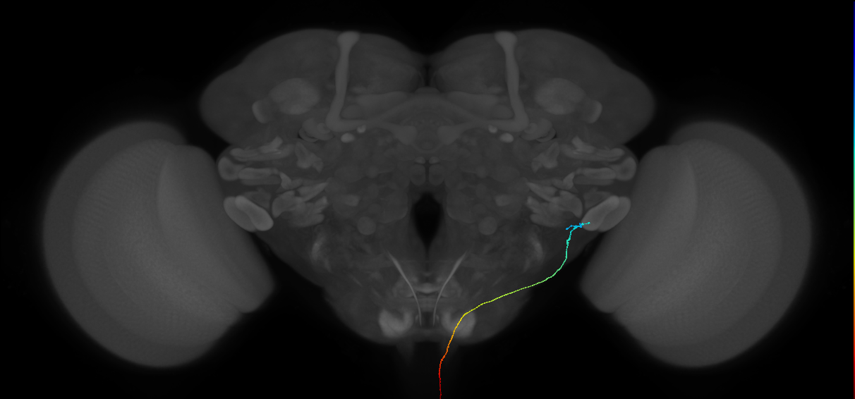 AN10B048_L (MaleCNS:122754)