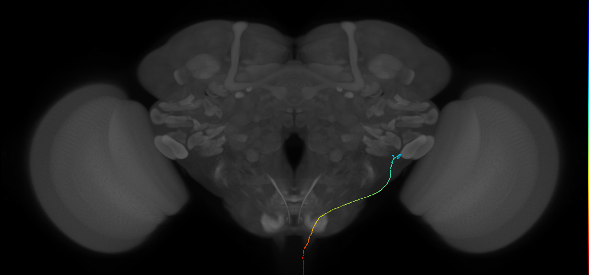 AN10B048_L (MaleCNS:136663)