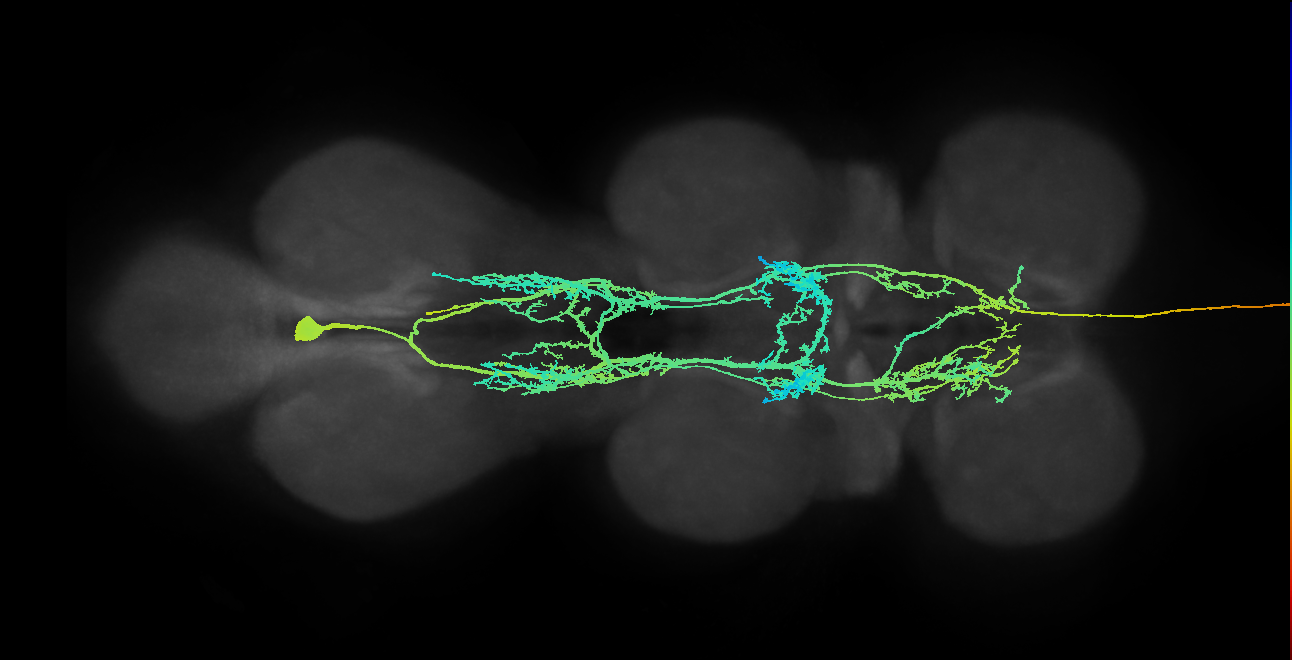hemilineage 12B secondary neuron