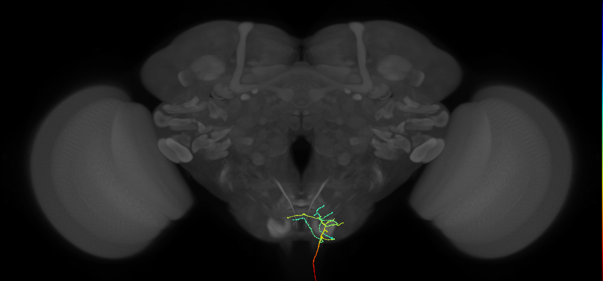 AN12B089_L (MaleCNS:62005)