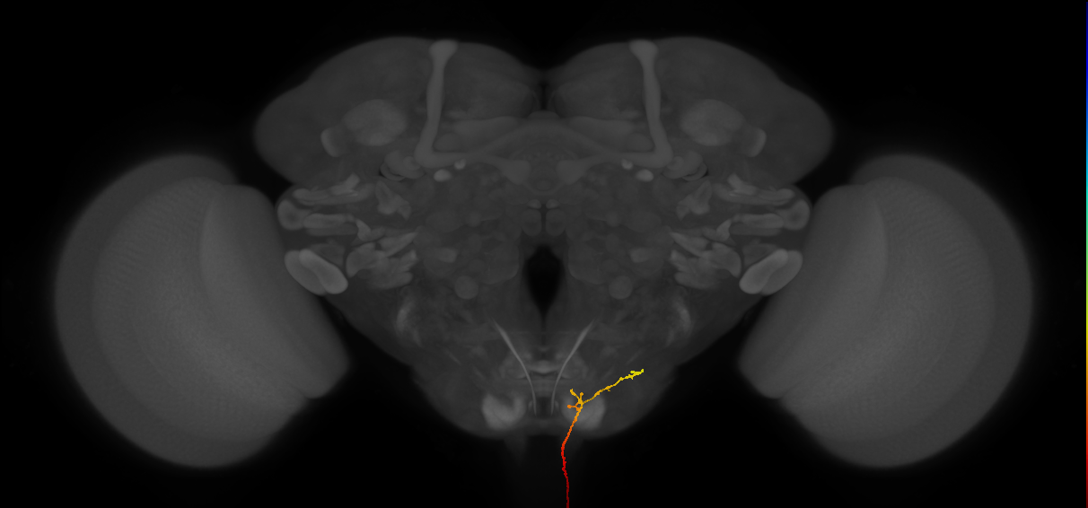 AN14A003_L (MaleCNS:44847)