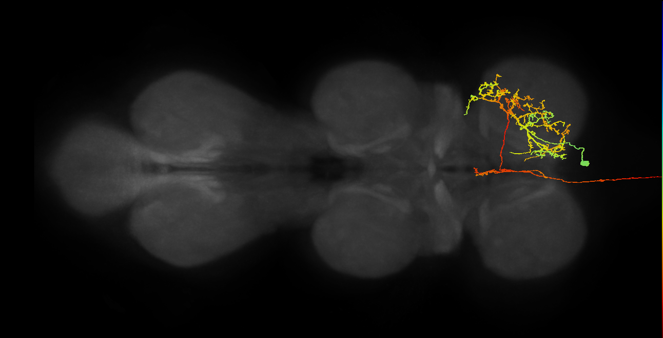 AN14B012_R (MaleCNS:284997)