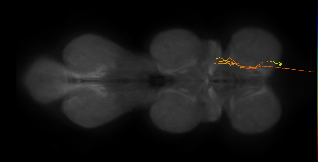 AN16B078_c_R (MaleCNS:38368)