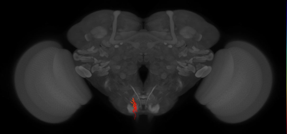 AN16B078_d_L (MaleCNS:48777)