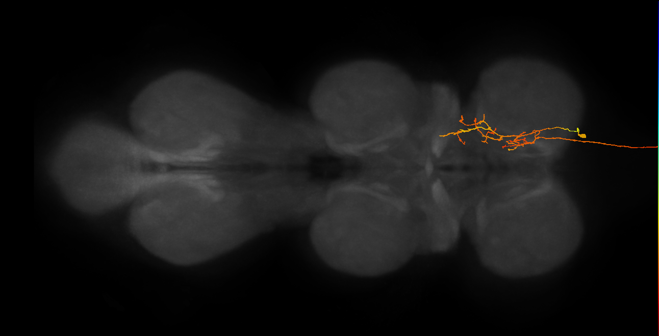 AN16B112_R (MaleCNS:68642)