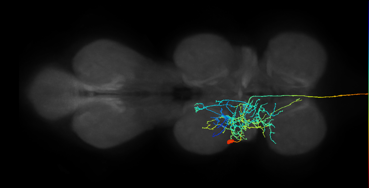 NB2-5 lineage neuron