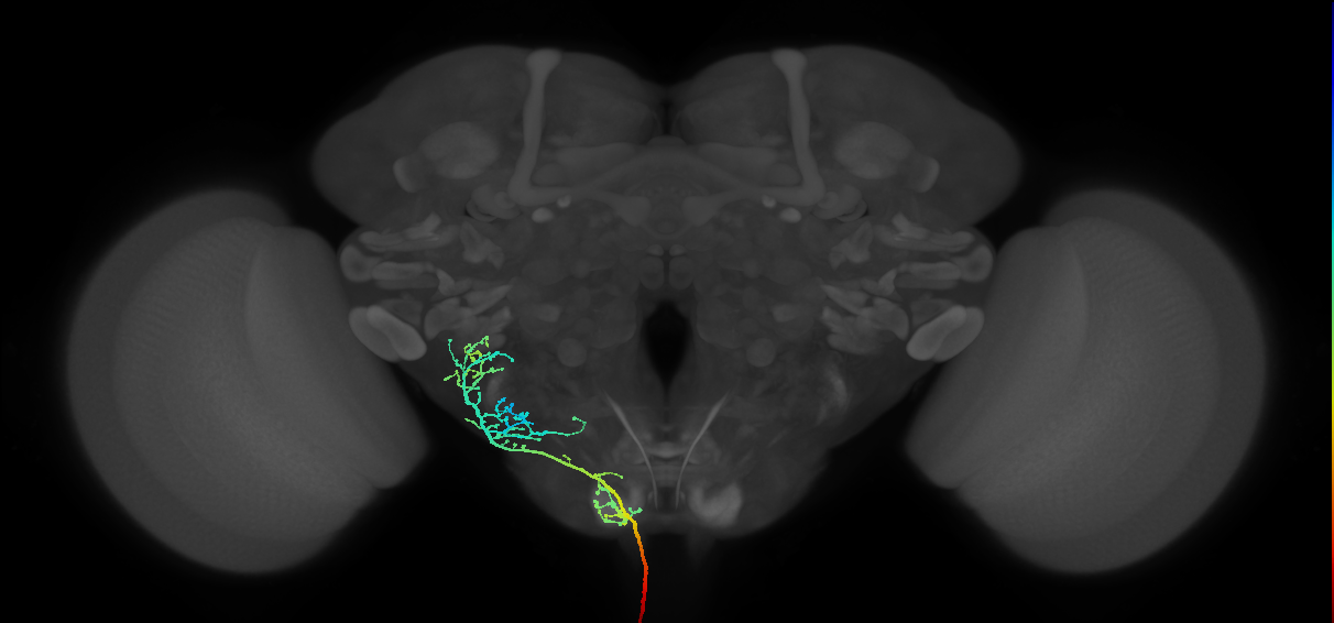 NB2-5 lineage primary neuron