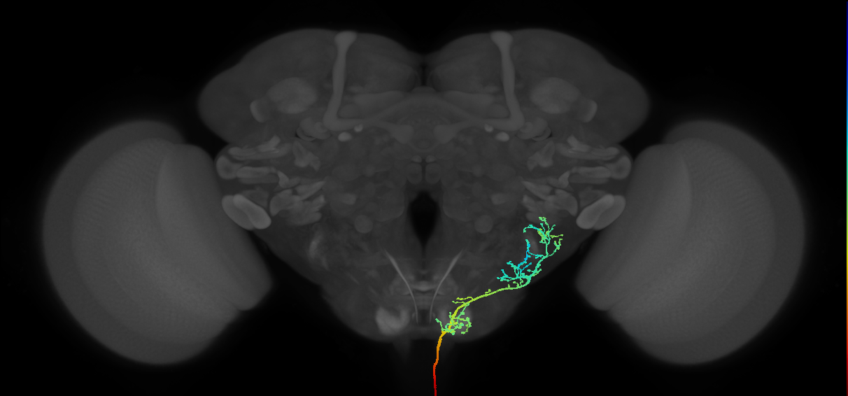 NB2-5 lineage primary neuron