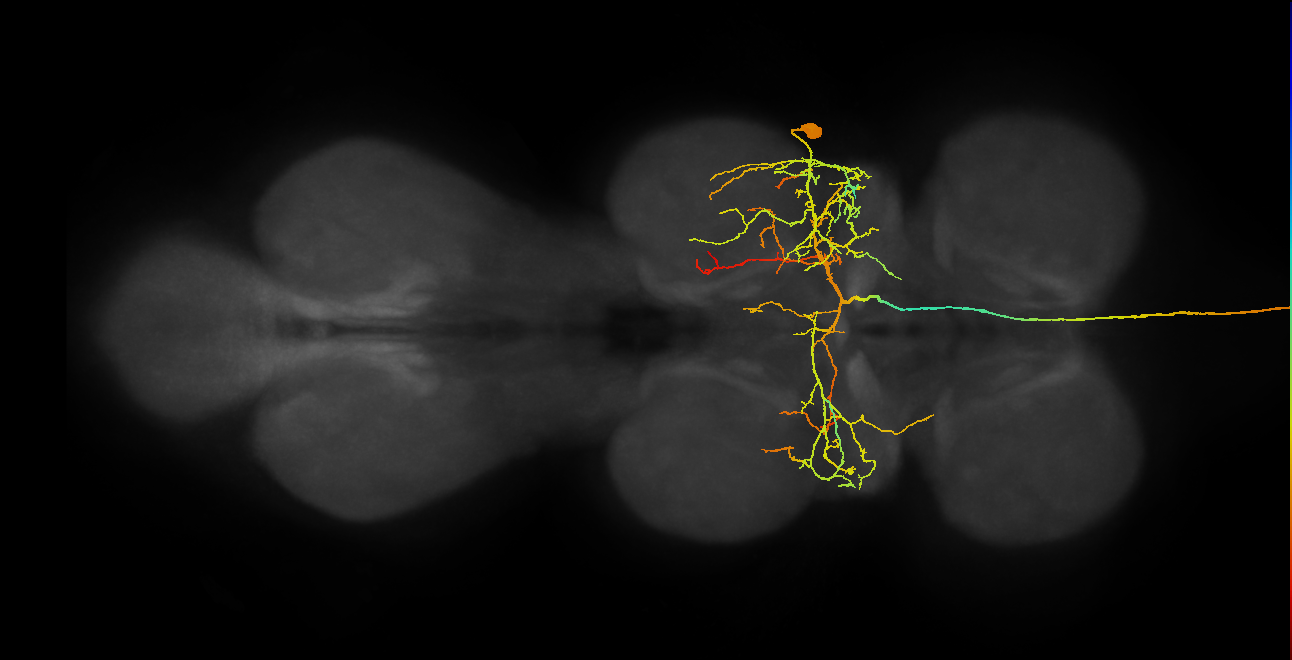 AN17B016(hb2159938376)_R (MaleCNS:16750)