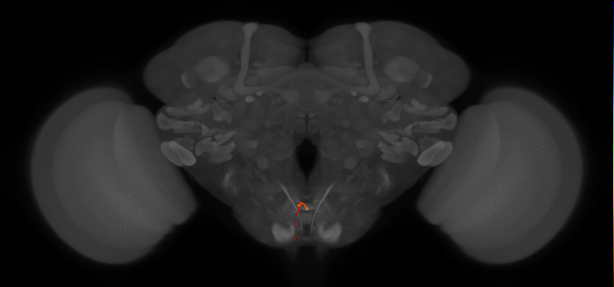 AN18B003_R (MaleCNS:154726)