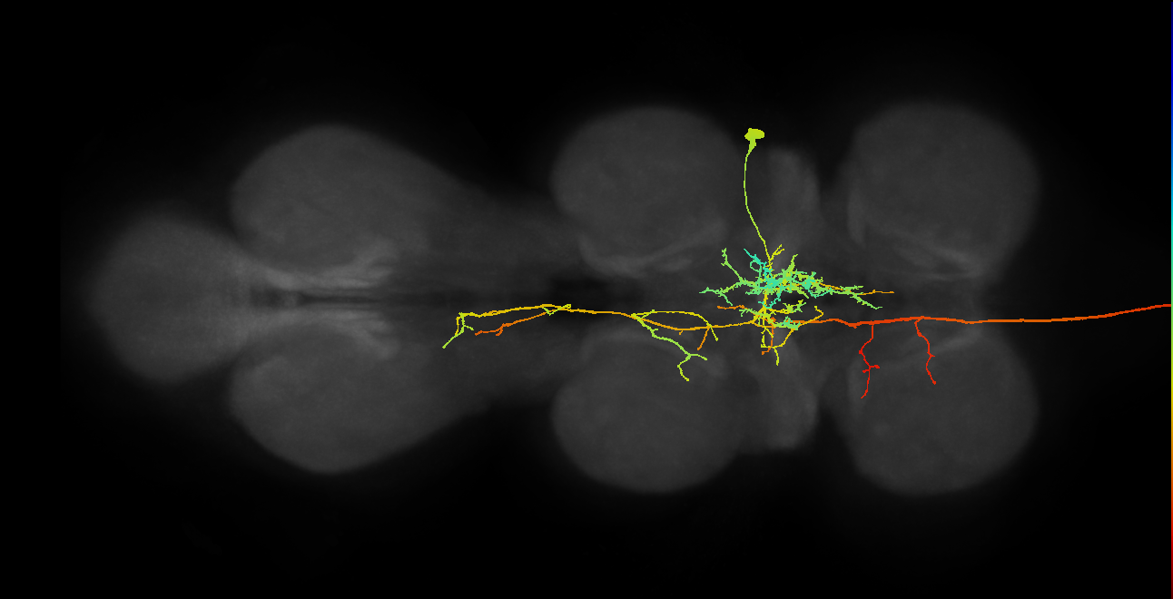 NB2-4 lineage primary neuron